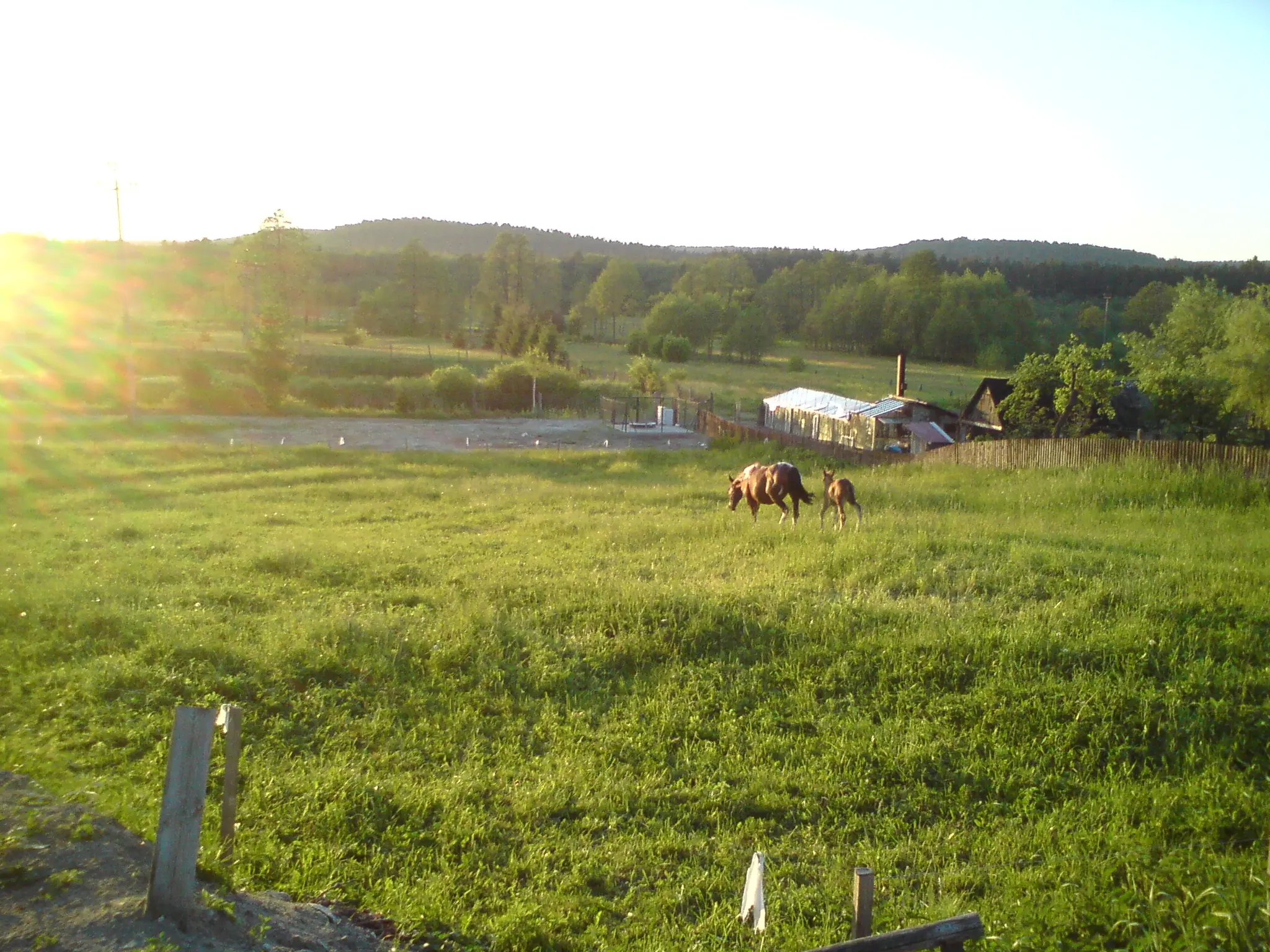 photo of pristine meadows with horses, taken in Zwierzyniec, eastern Poland in 2011